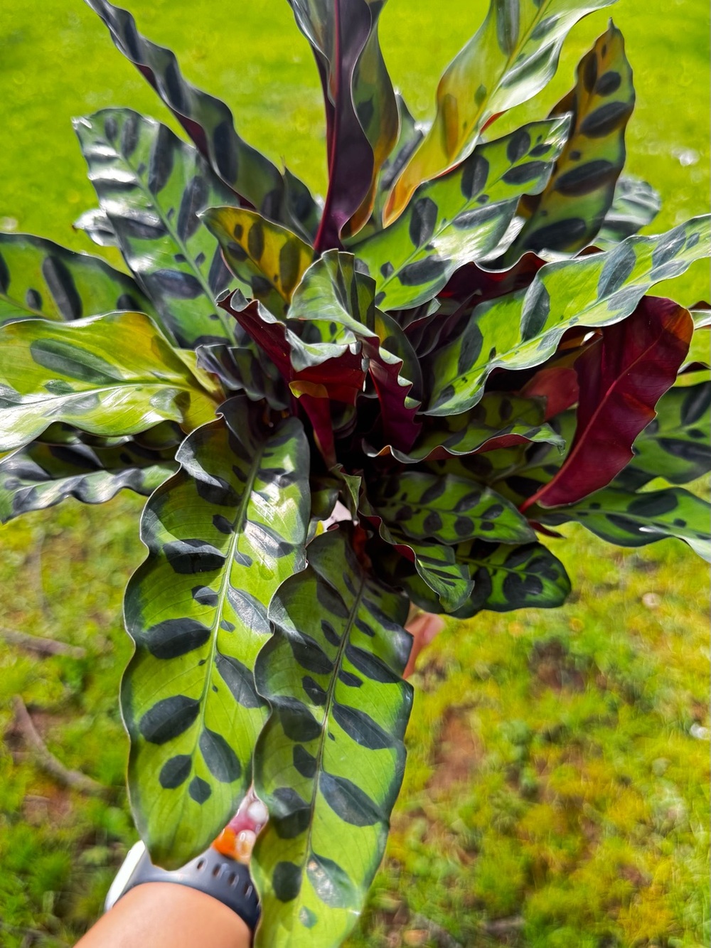 Calathea Rattlesnake Green & Burgundy Houseplant - Unbranded